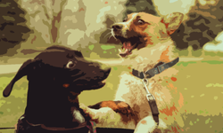 Heckin' Good Doggos